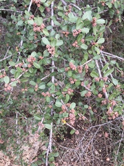 Ceanothus megacarpus