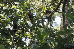 Plecturocebus ornatus