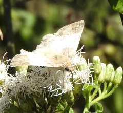 Polyctor cleta