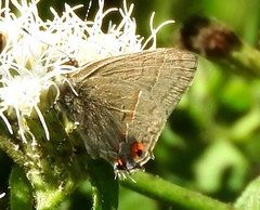 Electrostrymon hugon