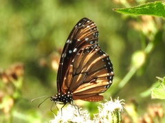Danaus eresimus montezuma