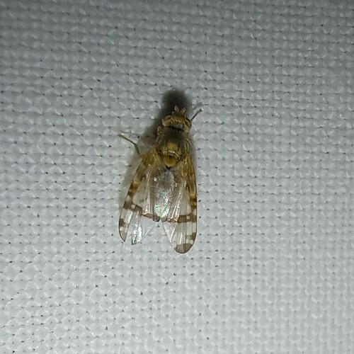 Ragwort Fly, Leek, Netherlands, photo 5 of 10