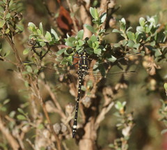 Eusynthemis brevistyla