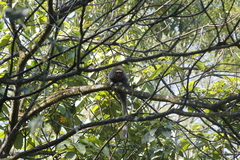 Plecturocebus ornatus