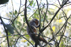 Plecturocebus ornatus