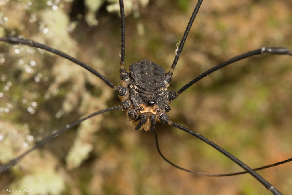 Leiobunum exilipes