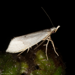 Eucalantica polita