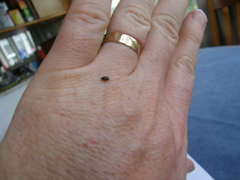 Anthrenocerus australis