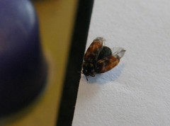 Anthrenocerus australis