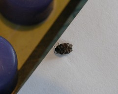 Anthrenocerus australis