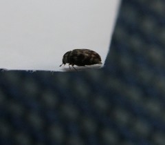 Anthrenocerus australis