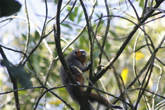 Plecturocebus ornatus