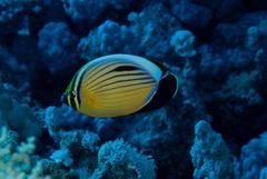 Chaetodon austriacus