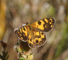 Heteronympha cordace