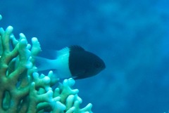 Pycnochromis dimidiatus