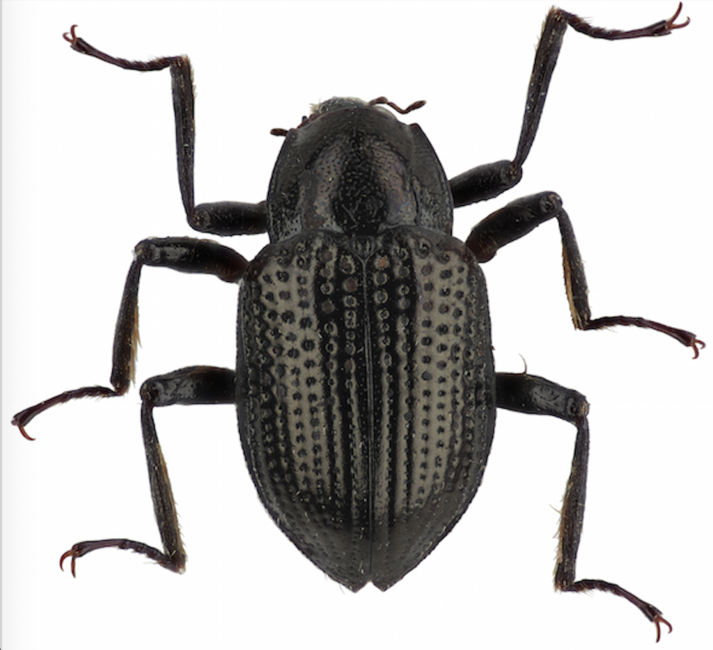 Elminae