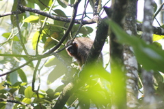 Plecturocebus ornatus