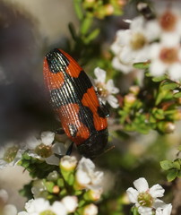 Castiarina delectabilis