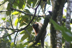 Plecturocebus ornatus