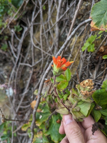 Image of Castilleja mendocinensis by no rights reserved