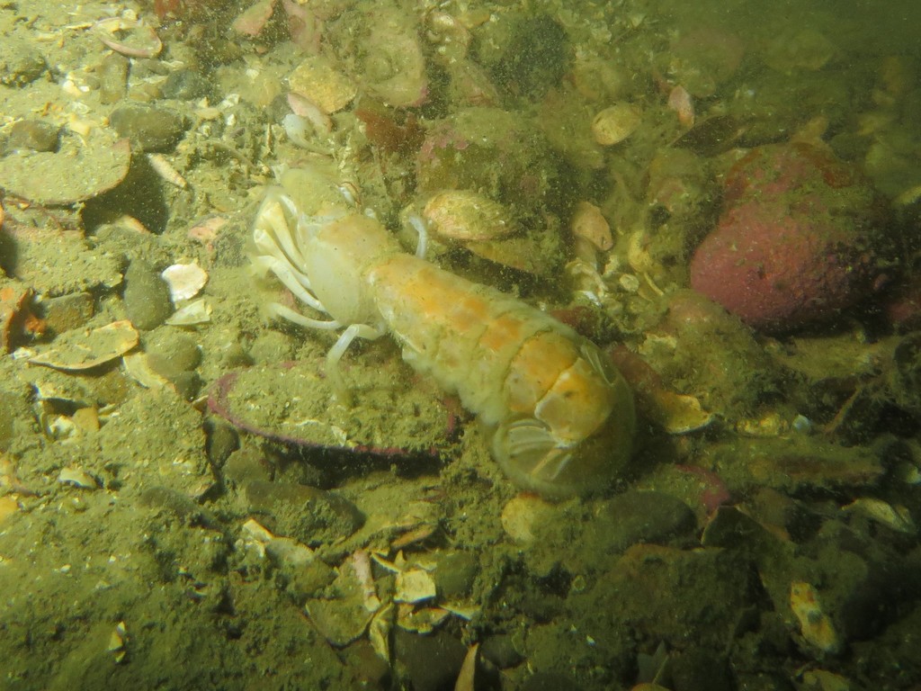 Upogebia hirtifrons