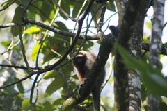 Plecturocebus ornatus