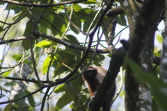 Plecturocebus ornatus