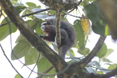 Plecturocebus ornatus