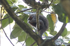 Plecturocebus ornatus