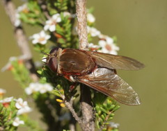 Tabanomorpha