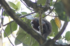 Plecturocebus ornatus