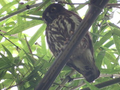 Ninox japonica