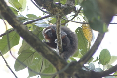 Plecturocebus ornatus