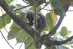 Plecturocebus ornatus