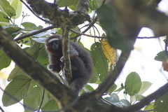 Plecturocebus ornatus