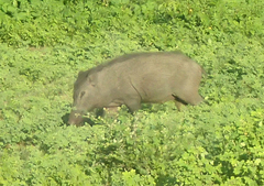 Sus scrofa cristatus