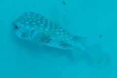 Cyclichthys spilostylus