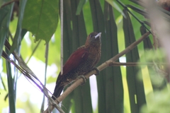 Chrysophlegma miniaceum