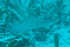 Amblygobius albimaculatus