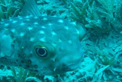 Cyclichthys spilostylus