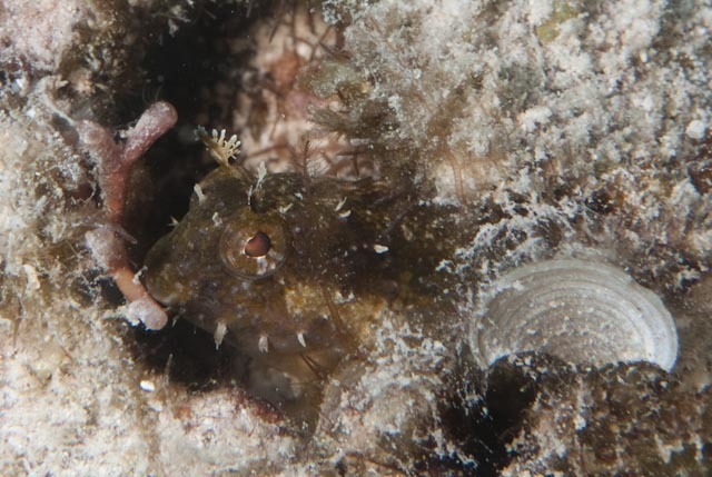 Floral blenny