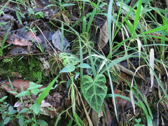 Philodendron verrucosum