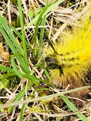 Calliteara pseudabietis