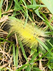 Calliteara pseudabietis