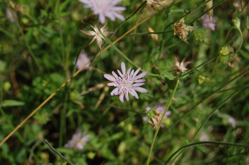 Knautia integrifolia (Knautia integrifolia)