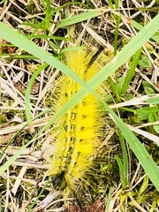 Calliteara pseudabietis