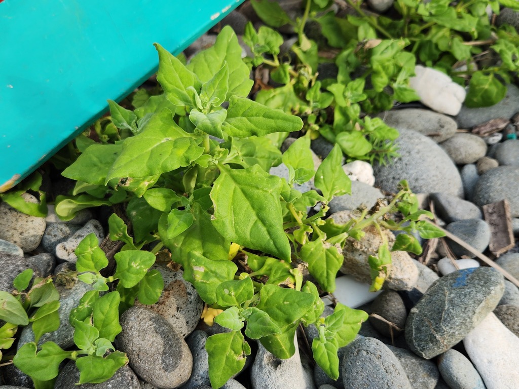 New Zealand Spinach From On April 6 2023 At 08 07 AM By   Large 