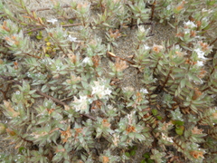 Pimelea lyallii