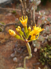 Senecio junceus