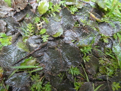 Gunnera dentata